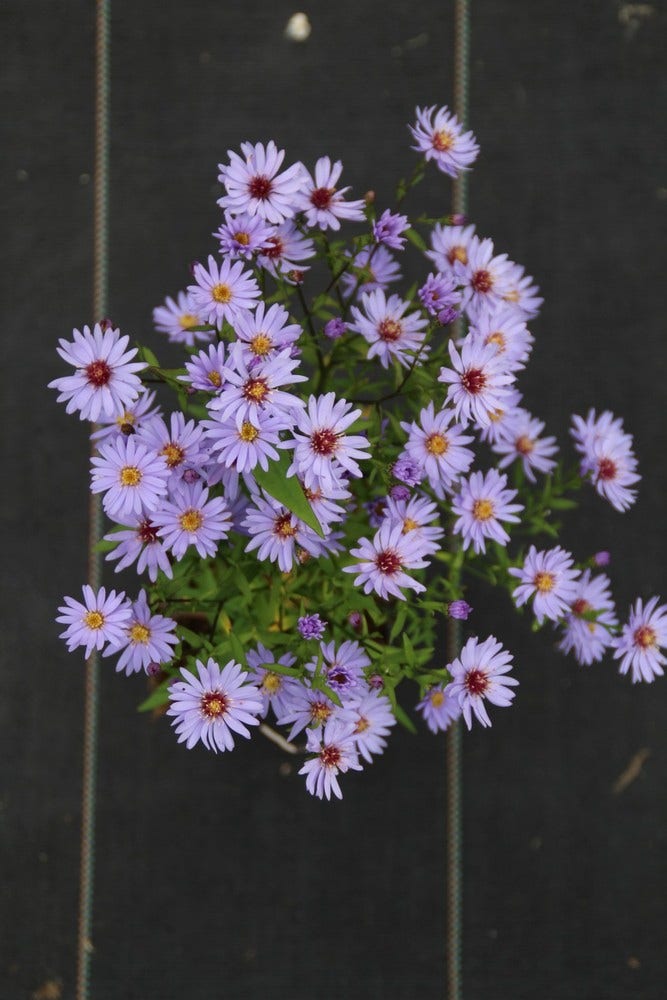  Aster (Aster 'Little Carlow')