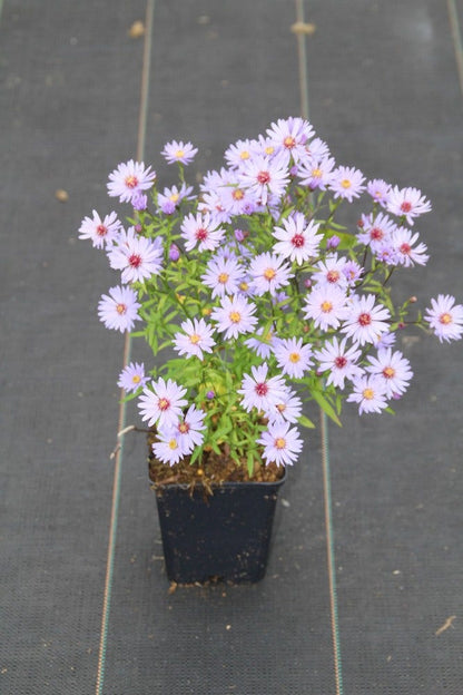  Aster (Aster 'Little Carlow')