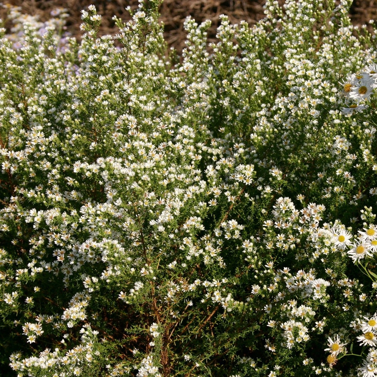  Aster (Aster Ericoides 'Schneetanne')