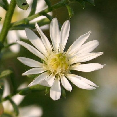  Aster (Aster Ericoides 'Schneetanne')