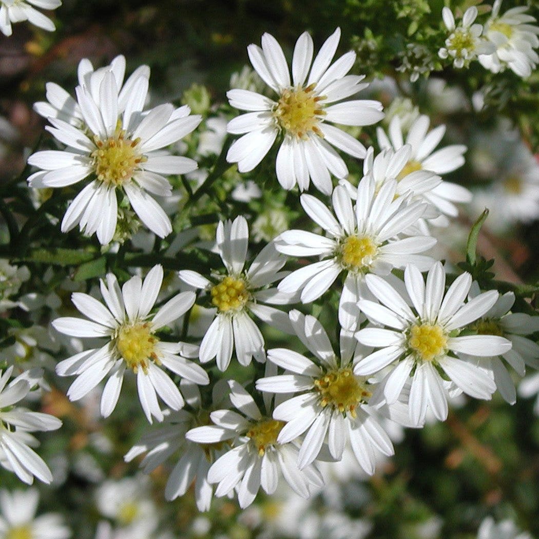  Aster (Aster Ericoides 'Schneetanne')