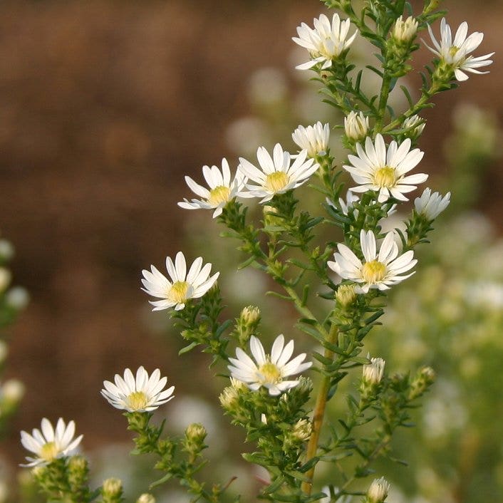  Aster (Aster Ericoides 'Schneetanne')