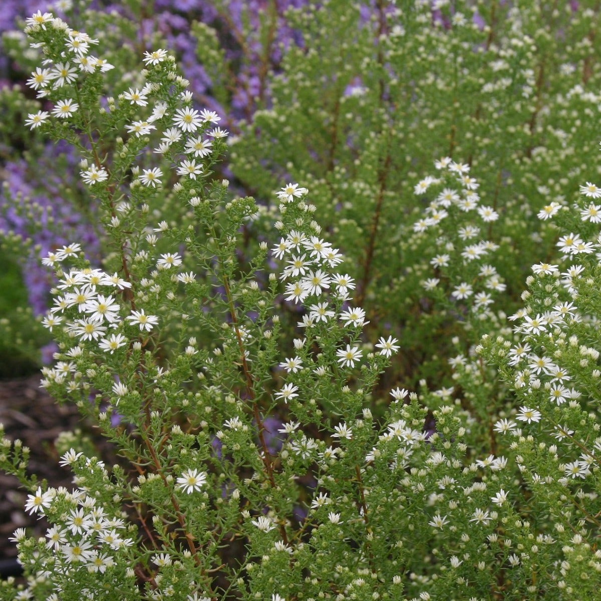  Aster (Aster Ericoides 'Schneetanne')