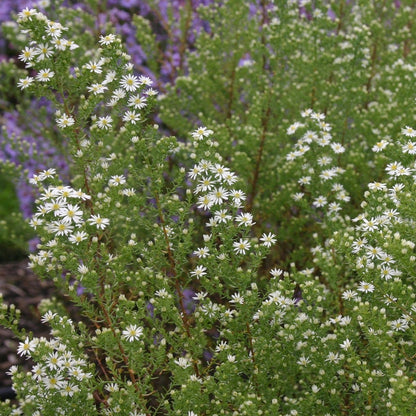  Aster (Aster Ericoides 'Schneetanne')