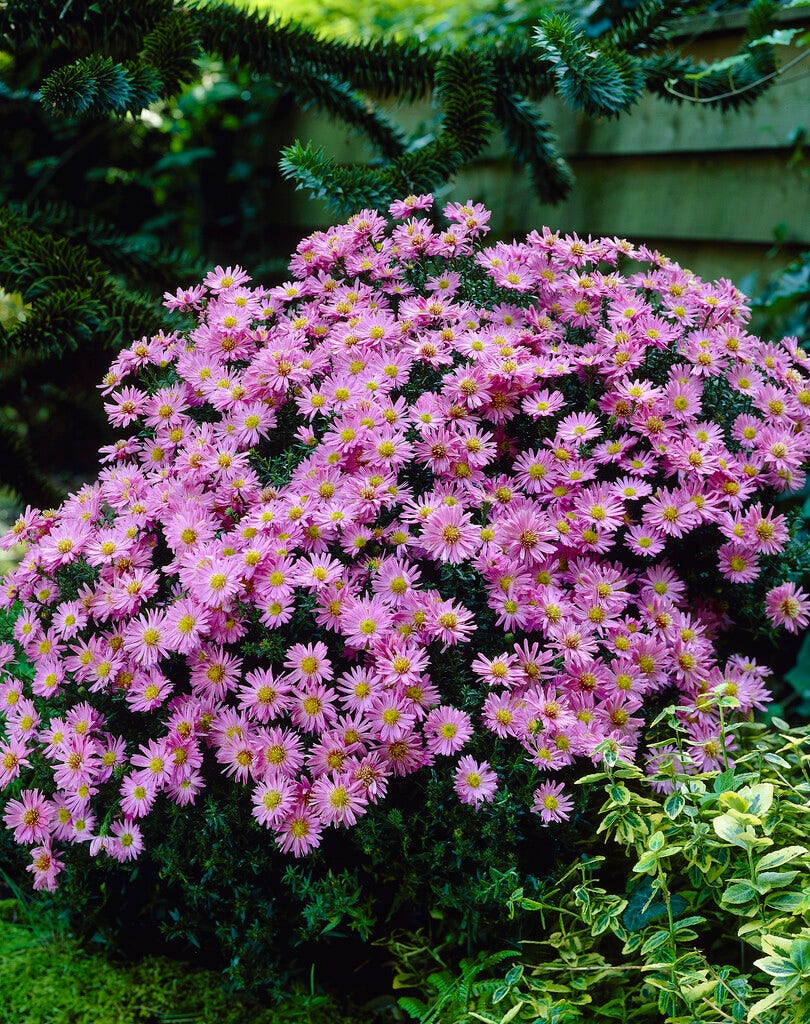  Aster (Aster 'Herbstgrüss Von Bresserhof')