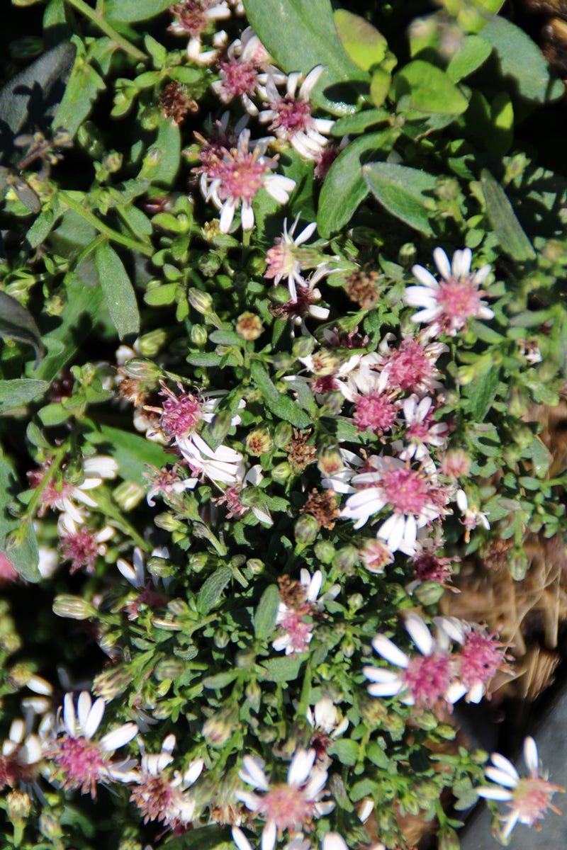  Aster (Aster Lateriflorus 'Horizontalis')