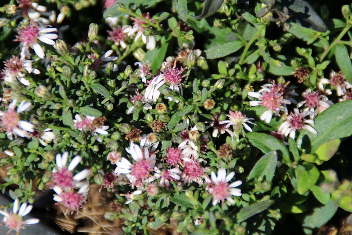  Aster (Aster Lateriflorus 'Horizontalis')
