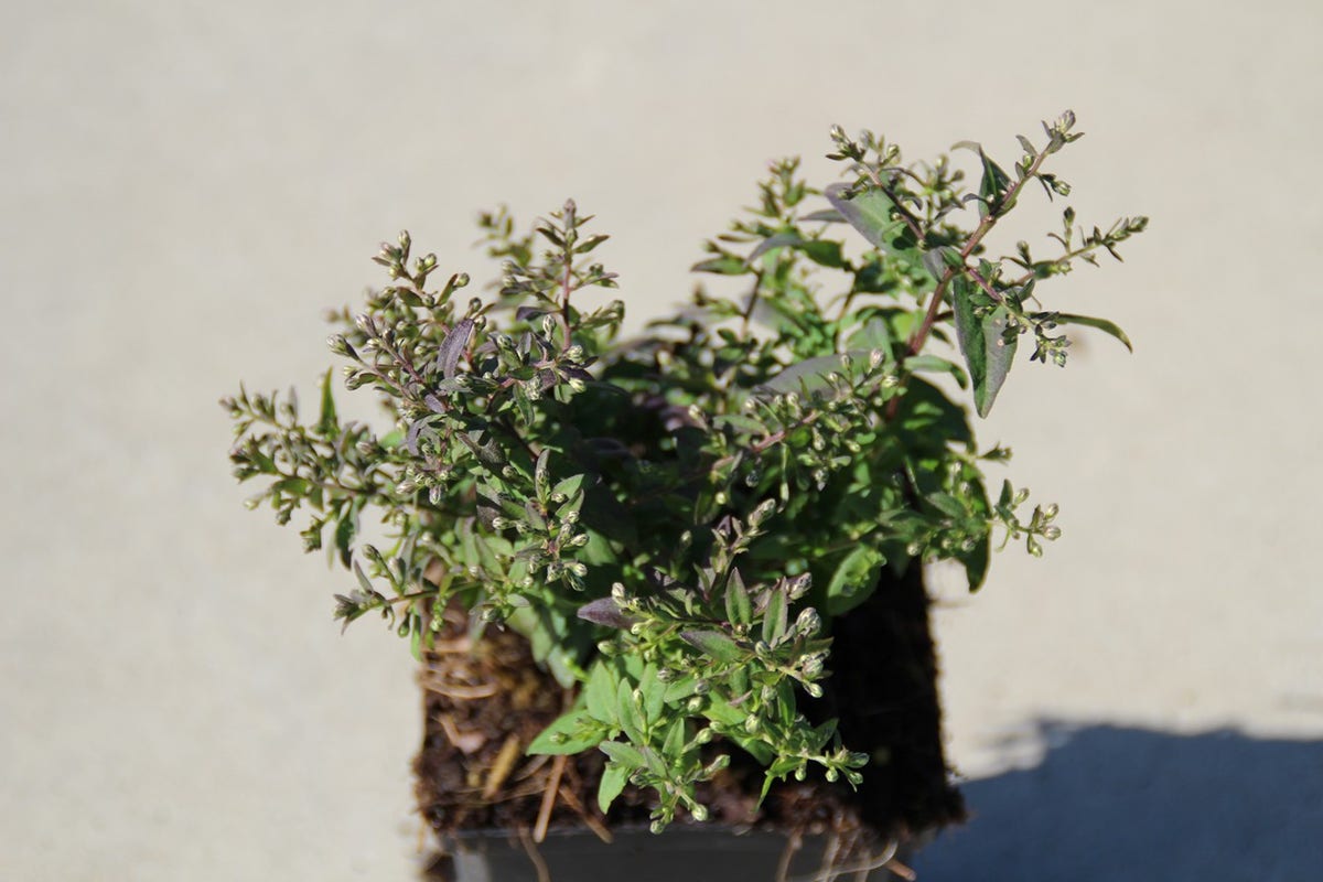  Aster (Aster Lateriflorus 'Horizontalis')
