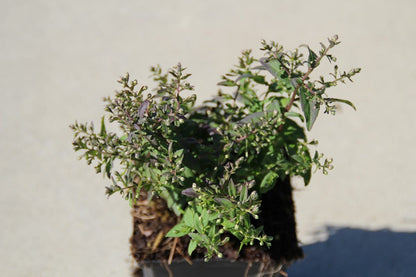  Aster (Aster Lateriflorus 'Horizontalis')