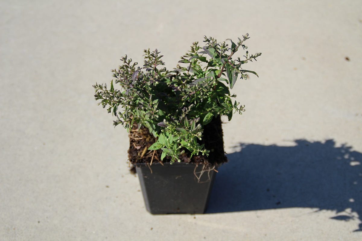  Aster (Aster Lateriflorus 'Horizontalis')