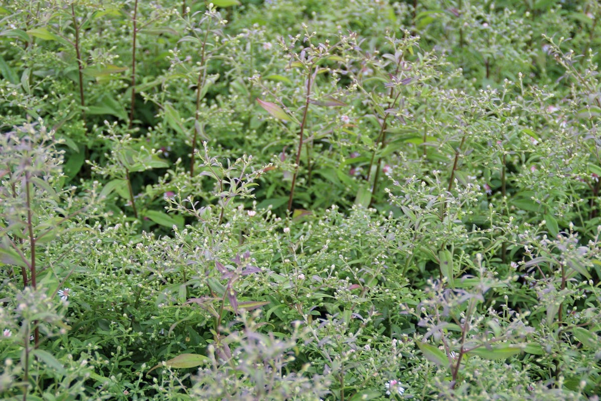  Aster (Aster Lateriflorus 'Horizontalis')