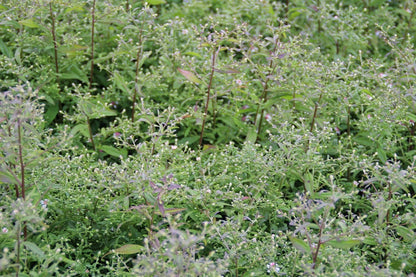  Aster (Aster Lateriflorus 'Horizontalis')