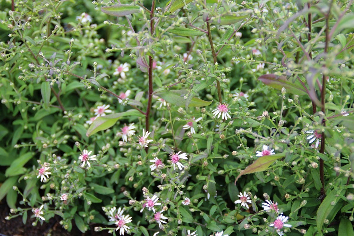  Aster (Aster Lateriflorus 'Horizontalis')