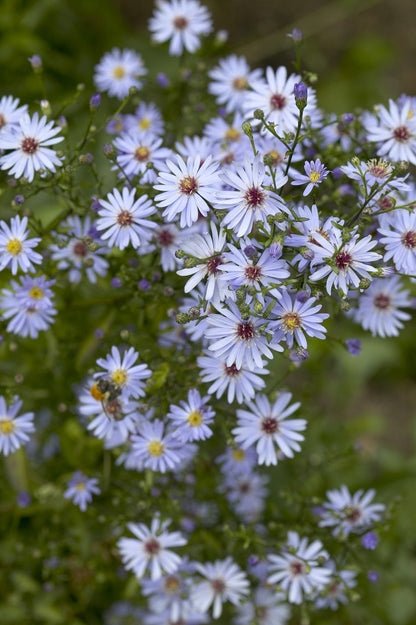  Aster (Aster 'Little Carlow')
