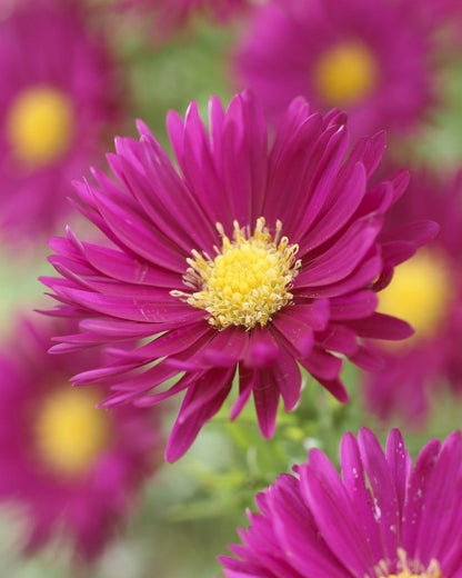  Aster (Aster Novi-belgii 'Crimson Brocade')