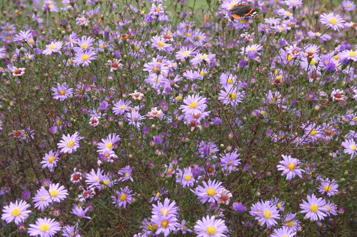  Aster (Aster Turbinellus)