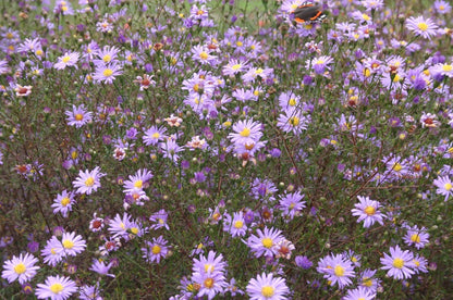  Aster (Aster Turbinellus)