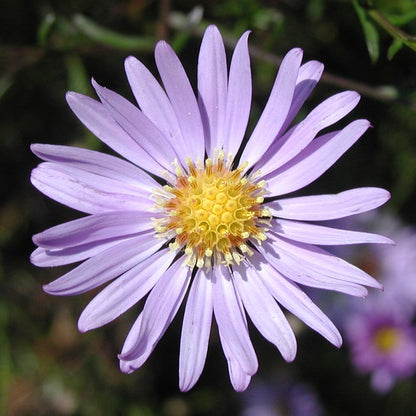  Aster (Aster Turbinellus)