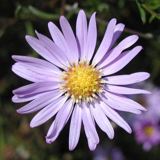  Aster (Aster Turbinellus)