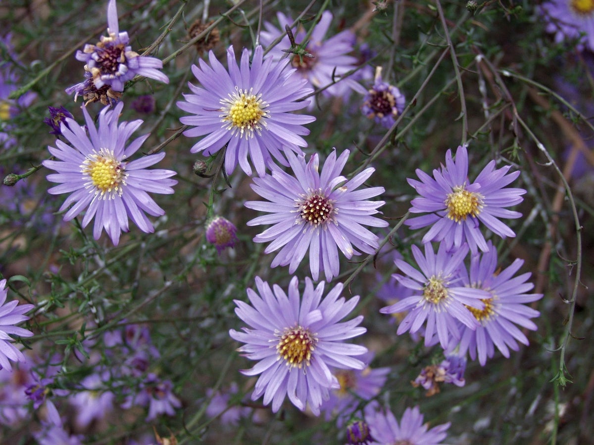  Aster (Aster Turbinellus)