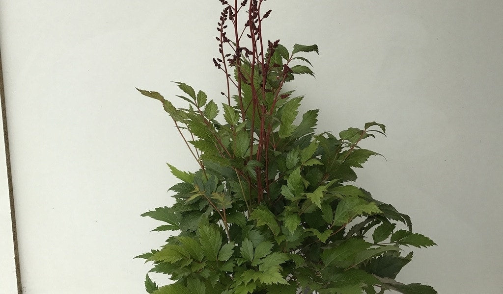  Spirea (Astilbe 'Fanal')