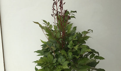  Spirea (Astilbe 'Fanal')