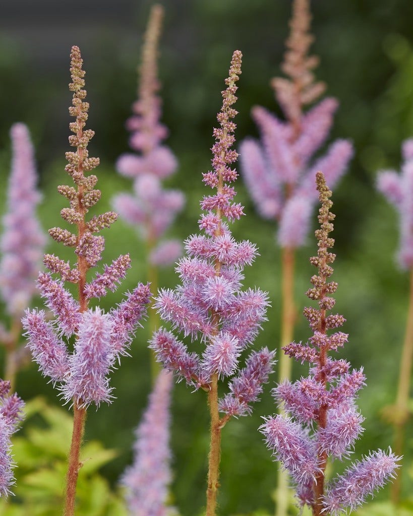  Spirea (Astilbe Chinensis 'Pumila') BIO