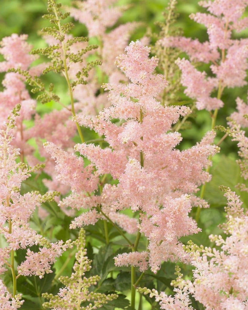  Spirea (Astilbe 'Europa')
