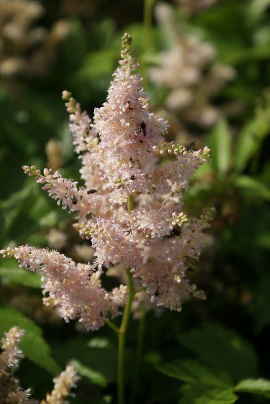  Spirea (Astilbe 'Europa')