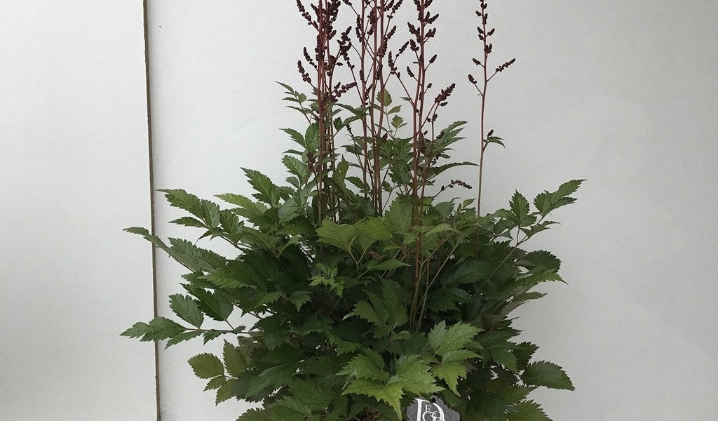  Spirea (Astilbe 'Fanal')