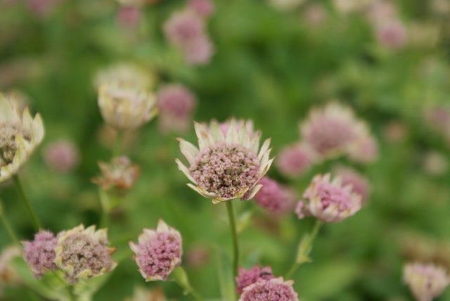  Zeeuws Knoopje (Astrantia Major 'Roma')