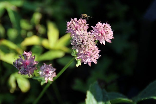  Zeeuws Knoopje (Astrantia Major 'Roma')