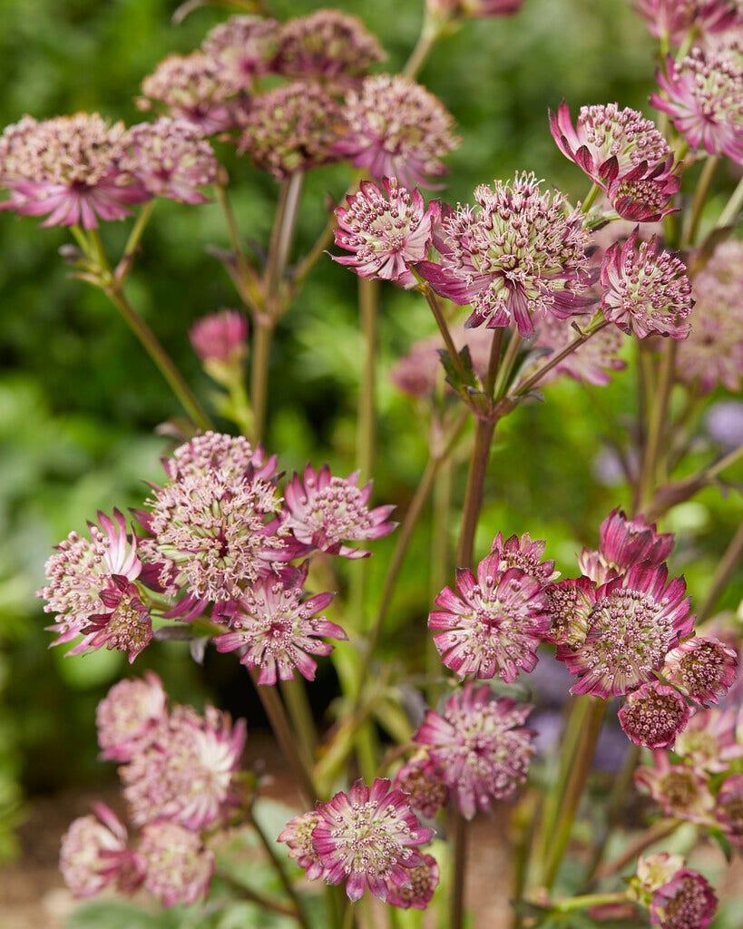  Zeeuws Knkoopje (Astrantia Major 'Star Of Beauty')