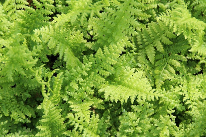  Wijfjesvaren (Athyrium Filix-femina)