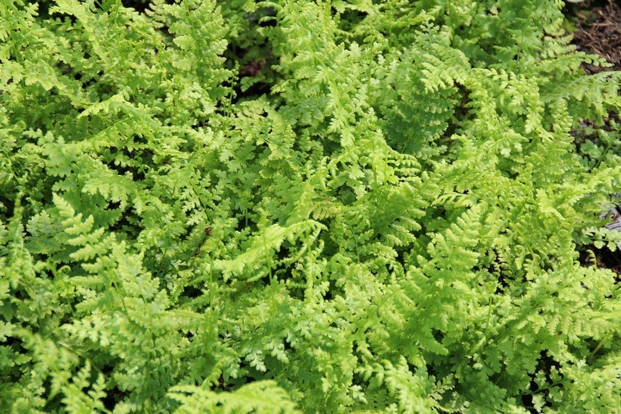  Wijfjesvaren (Athyrium Filix-femina)