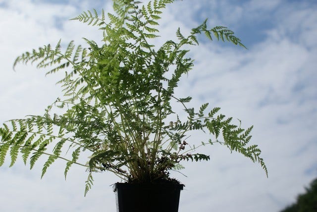  Wijfjesvaren (Athyrium Filix-femina)