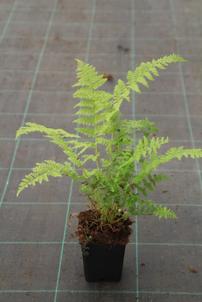  Wijfjesvaren (Athyrium Filix-femina)