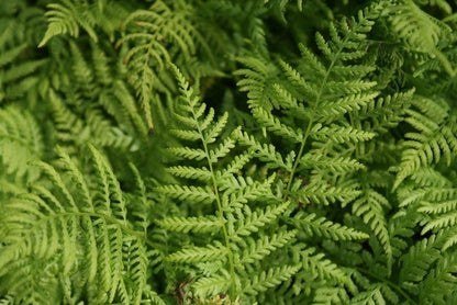  Wijfjesvaren (Athyrium Filix-femina)