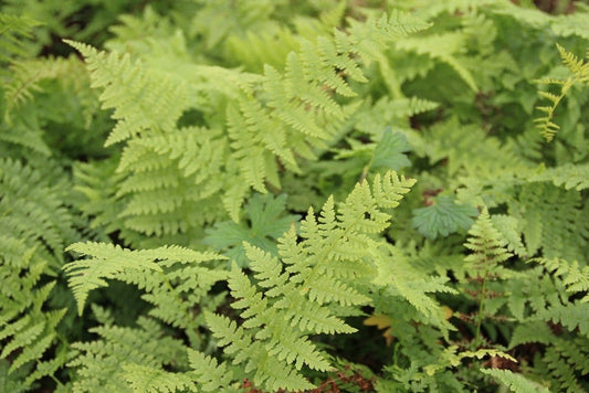  Wijfjesvaren (Athyrium Filix-femina)