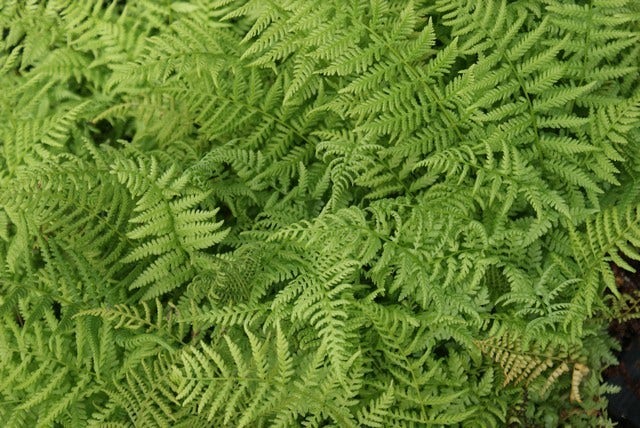  Wijfjesvaren (Athyrium Filix-femina)