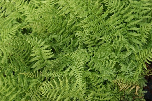  Wijfjesvaren (Athyrium Filix-femina)