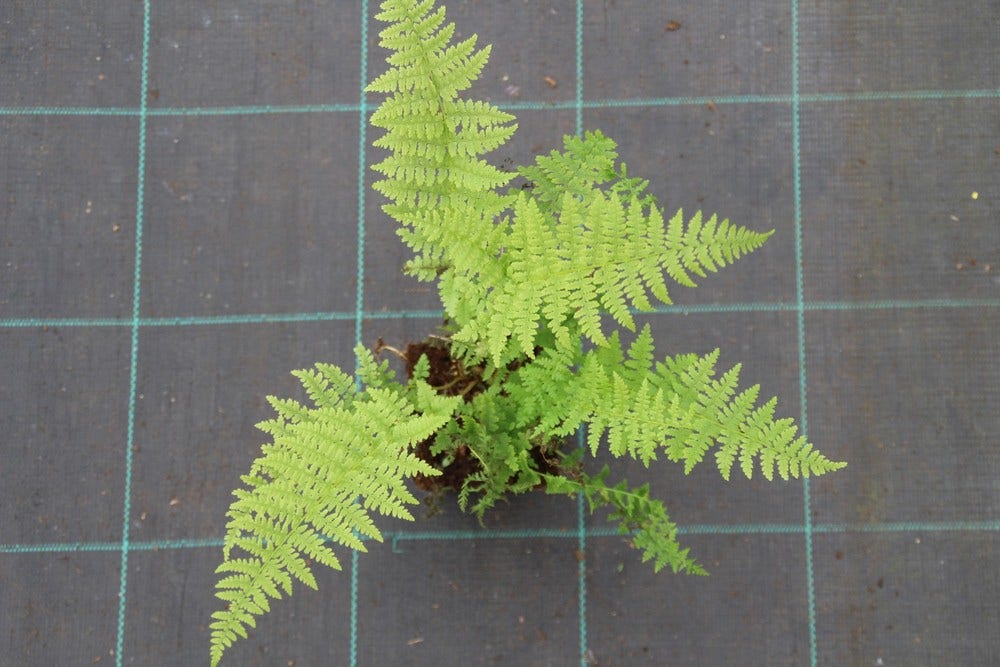  Wijfjesvaren (Athyrium Filix-femina)