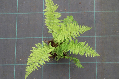  Wijfjesvaren (Athyrium Filix-femina)
