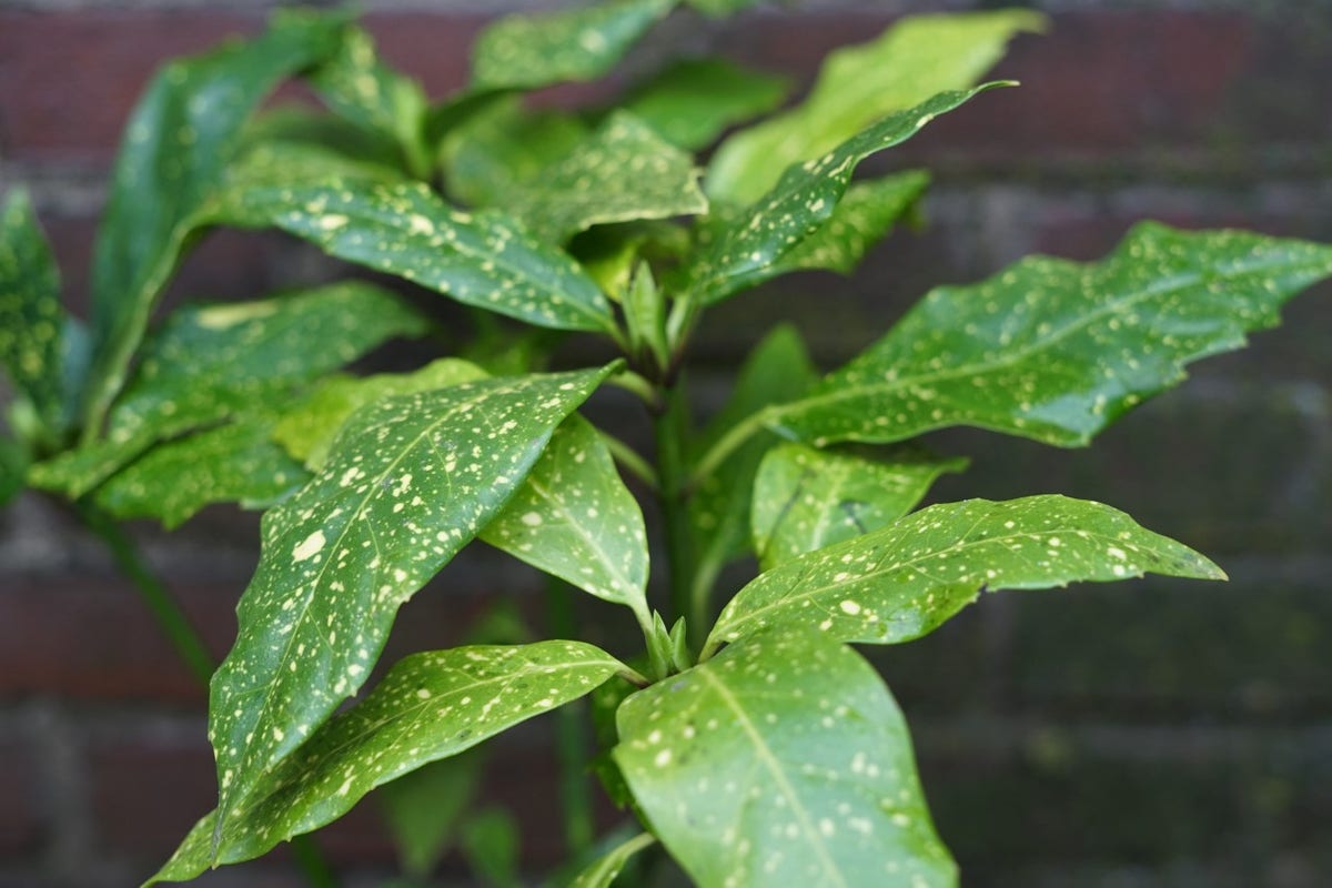  Broodboom (Aucuba Japonica 'Crotonifolia')