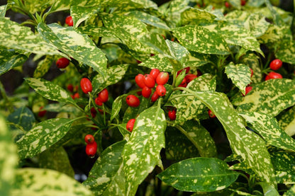  Broodboom (Aucuba Japonica 'Variegata')