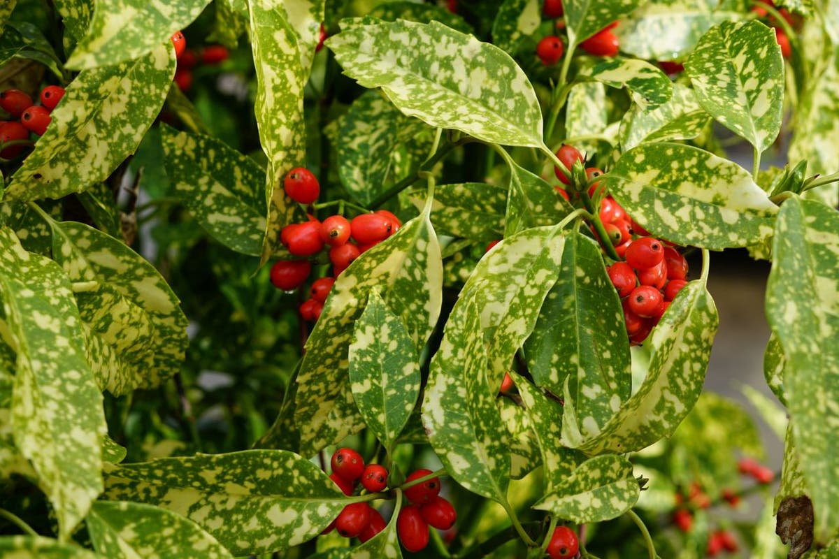  Broodboom (Aucuba Japonica 'Variegata')