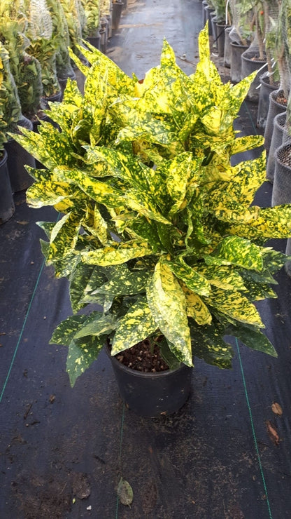  Broodboom (Aucuba Japonica 'Crotonifolia')