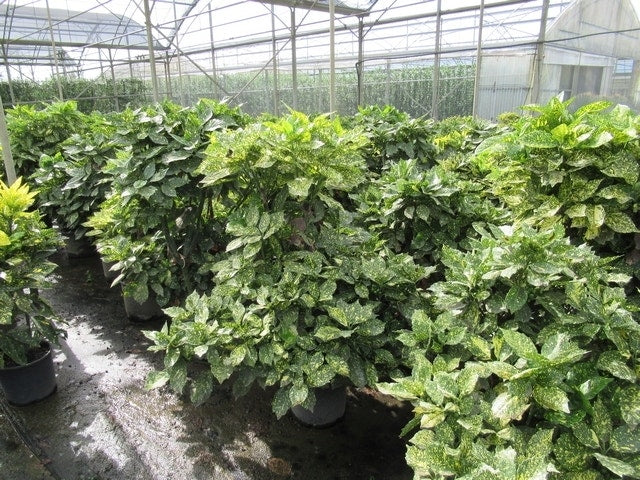  Broodboom (Aucuba Japonica 'Crotonifolia')