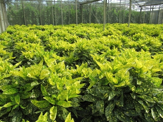  Broodboom (Aucuba Japonica 'Crotonifolia')