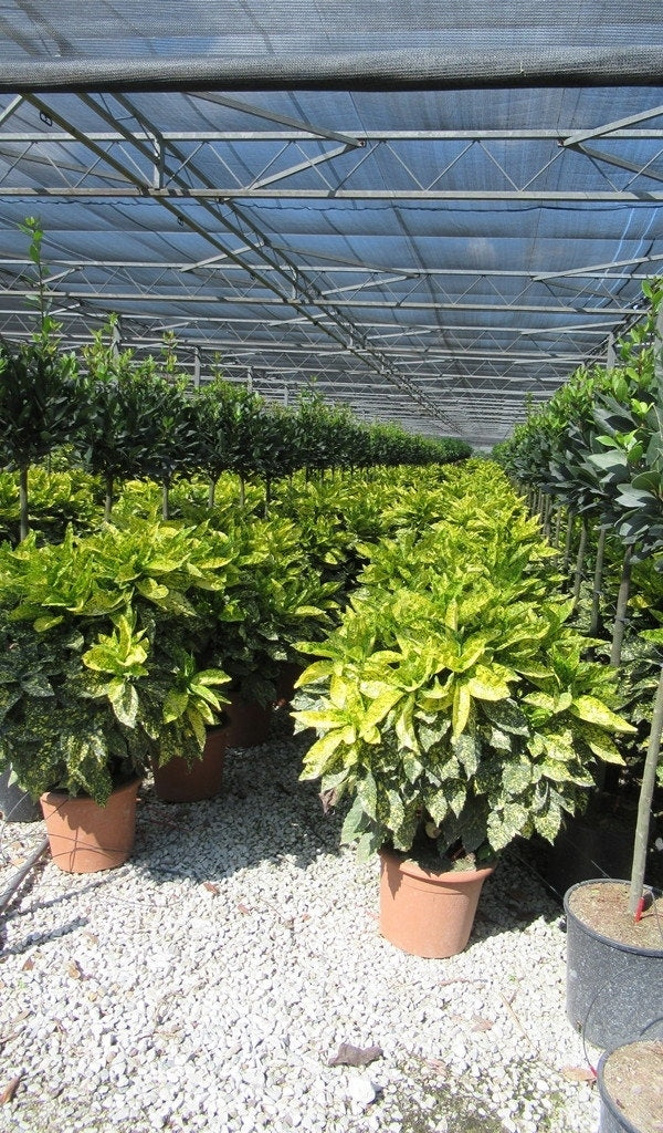  Broodboom (Aucuba Japonica 'Crotonifolia')